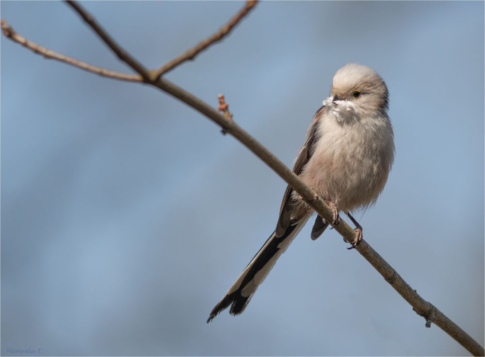 Long-tailed tit