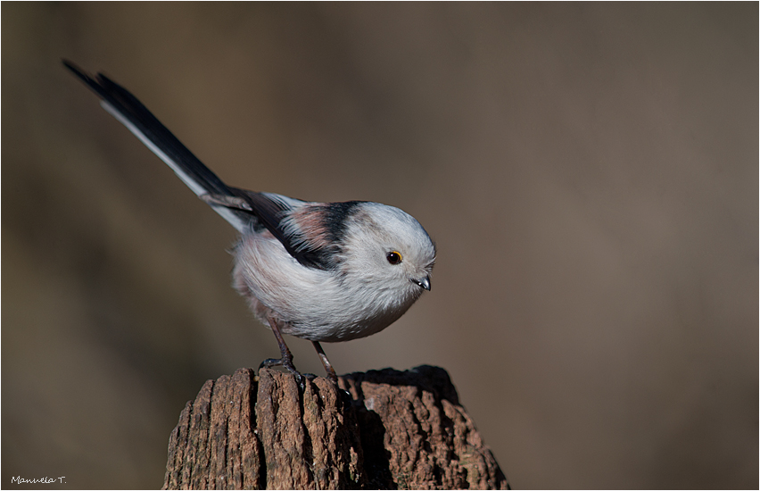 Long tailed tit