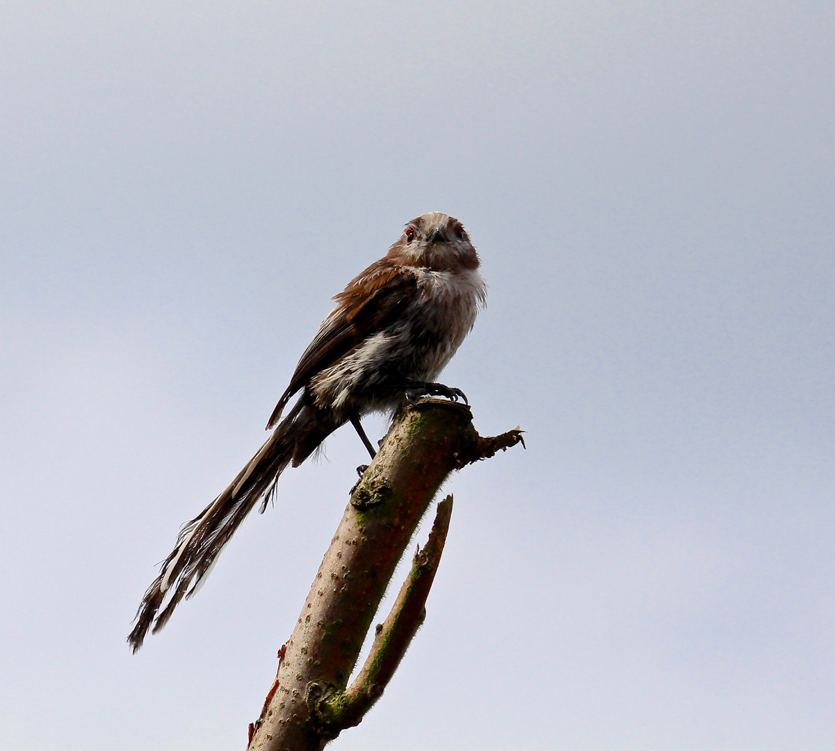 Long Tailed Tit