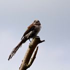 Long Tailed Tit