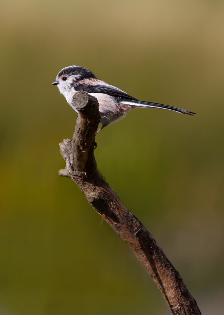 Long Tailed Tit