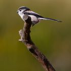 Long Tailed Tit