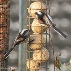 Long-tailed tit  