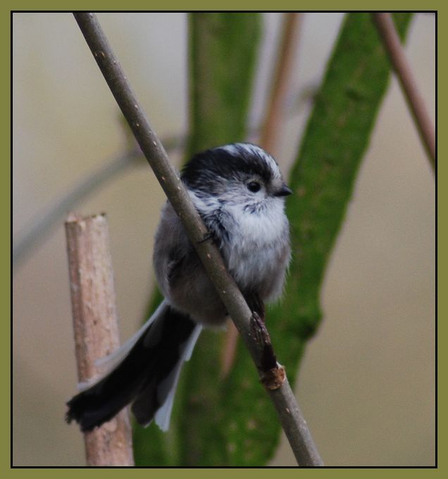 Long Tailed Tit.