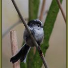 Long Tailed Tit.