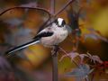 LONG TAILED TIT IV von Fons van Swaal