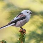 Long tailed tit  with a dirty beak