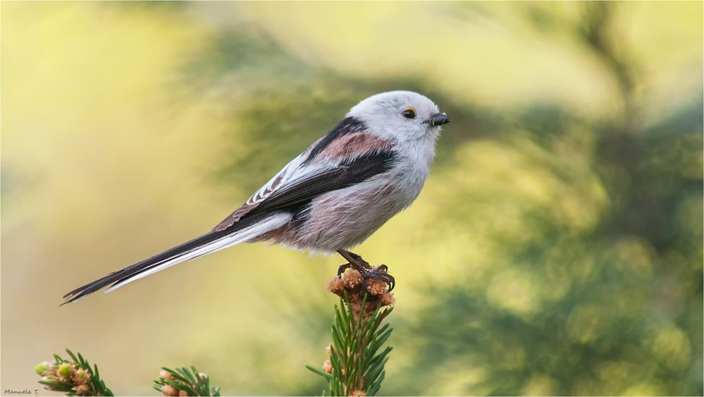 Long tailed tit  with a dirty beak