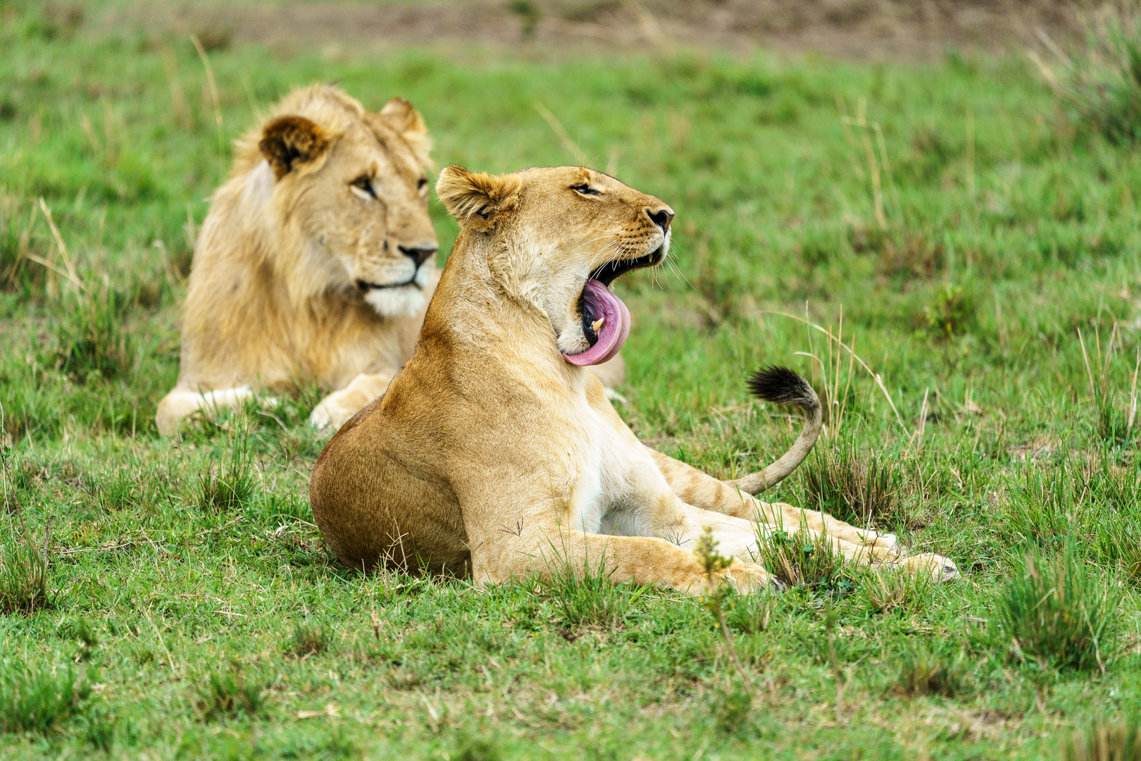 Long tongue.