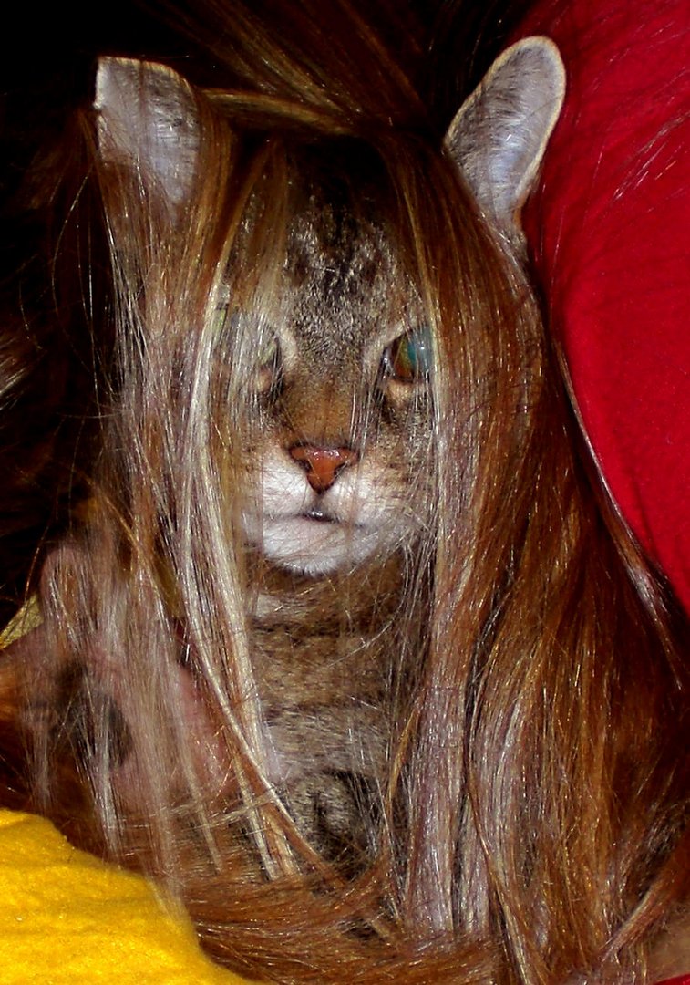 Longhaircat