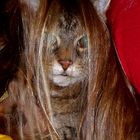 Longhaircat