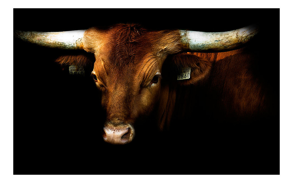 LONGHORN