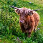 Longhorn auf der Weide