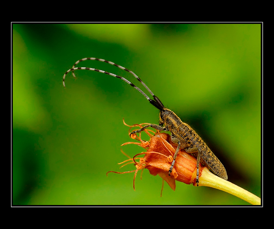 Longhorn beetle