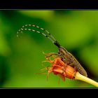 Longhorn beetle