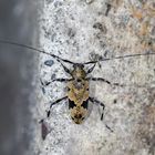 Longhorn Beetle oder Bockkäfer (Anisopodus andicola)