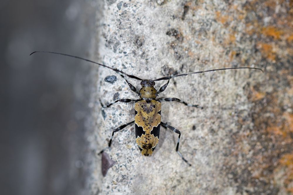 Longhorn Beetle oder Bockkäfer (Anisopodus andicola)