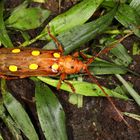 Longhorn Beetle oder Bockkäfer (Coccoderus amazonicus)