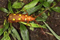 Longhorn Beetle oder Bockkäfer (Coccoderus amazonicus)