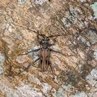 Longhorn Beetle oder Bockkäfer (Eburia quadrinotata)