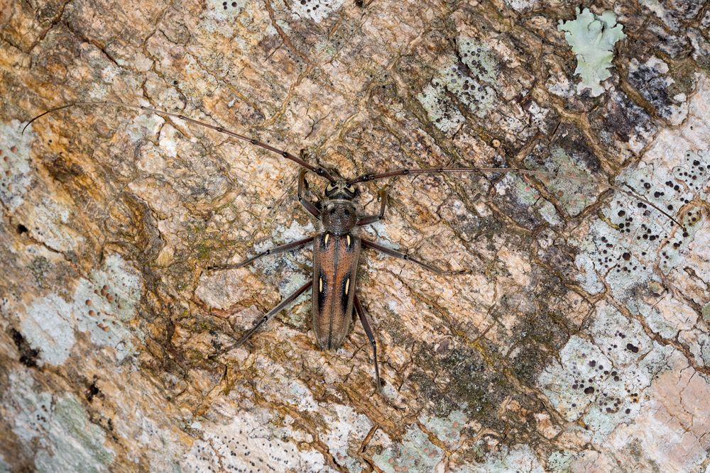 Longhorn Beetle oder Bockkäfer (Eburia quadrinotata)