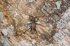 Longhorn Beetle oder Bockkäfer (Eburia quadrinotata)