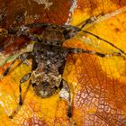 Longhorn Beetle oder Bockkäfer (Lagocheirus plantaris plantaris)