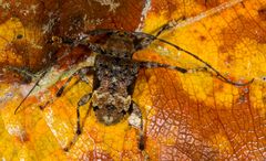 Longhorn Beetle oder Bockkäfer (Lagocheirus plantaris plantaris)