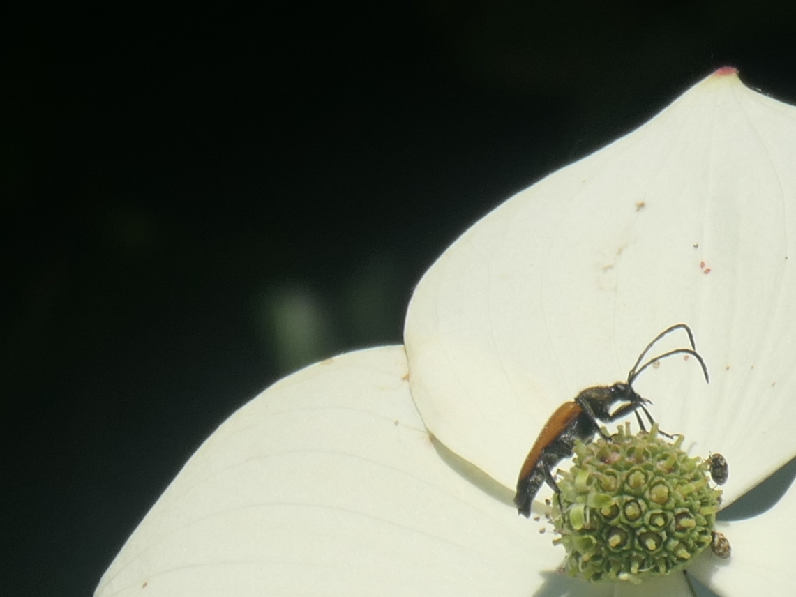 Longhorn beetle on Cornus kousa