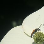 Longhorn beetle on Cornus kousa