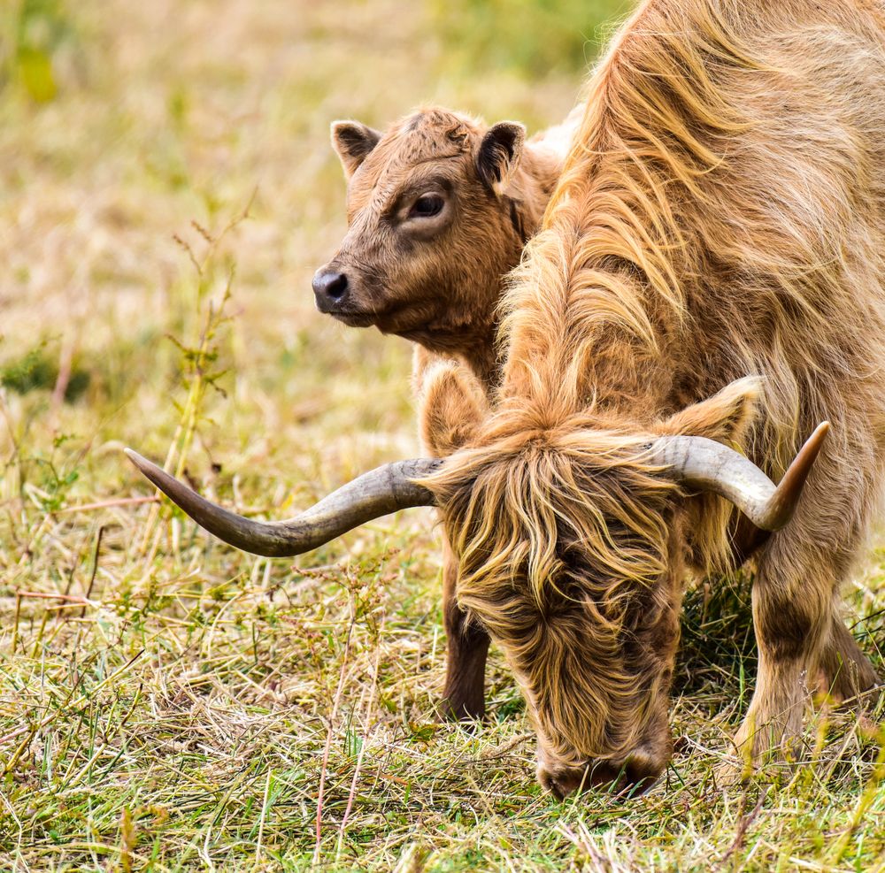 Longhorn                      DSC_5259-2