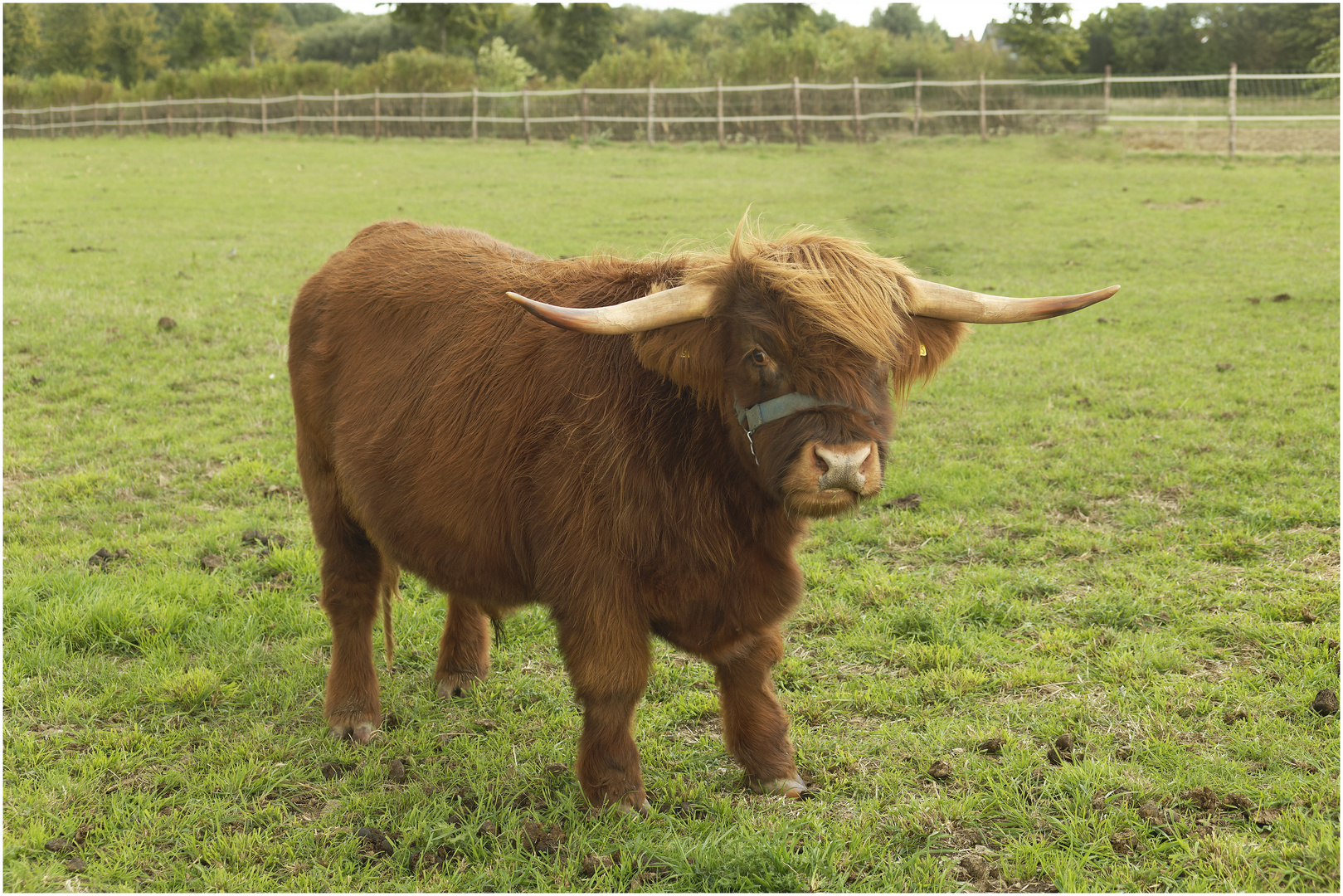 Longhorn in der breiten Ausführung ... 