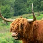 Longhorn mit long Hair