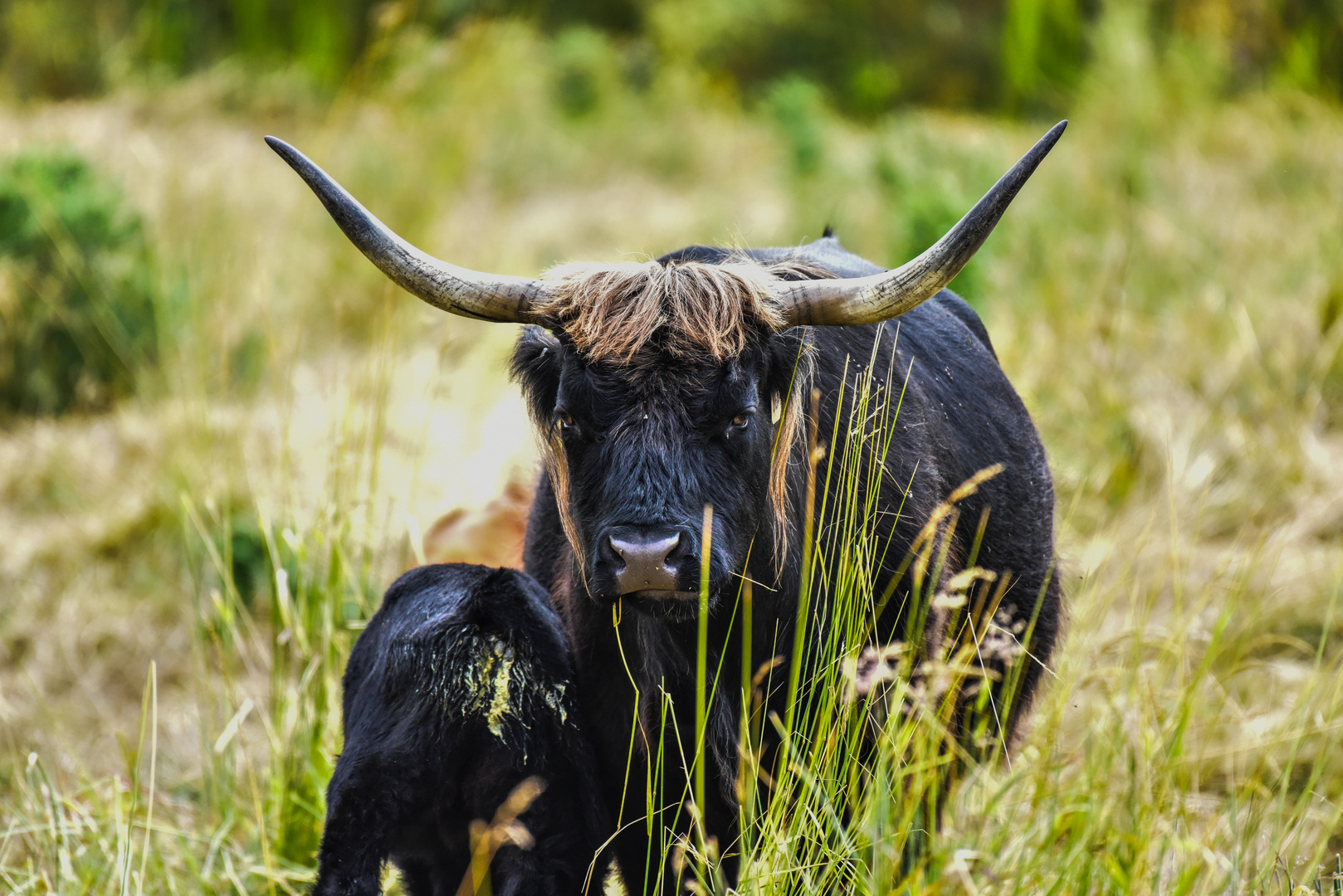 Longhornrinder                            DSC_5273-2