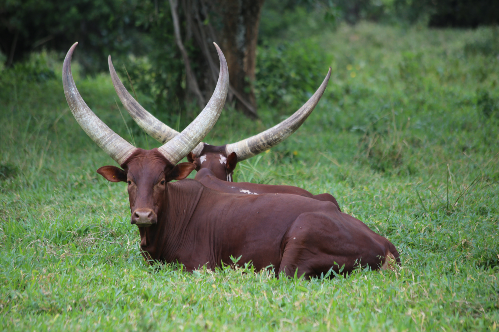 Longhorns