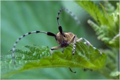 Longicorne : Agapanthia villosoviridescens (2)