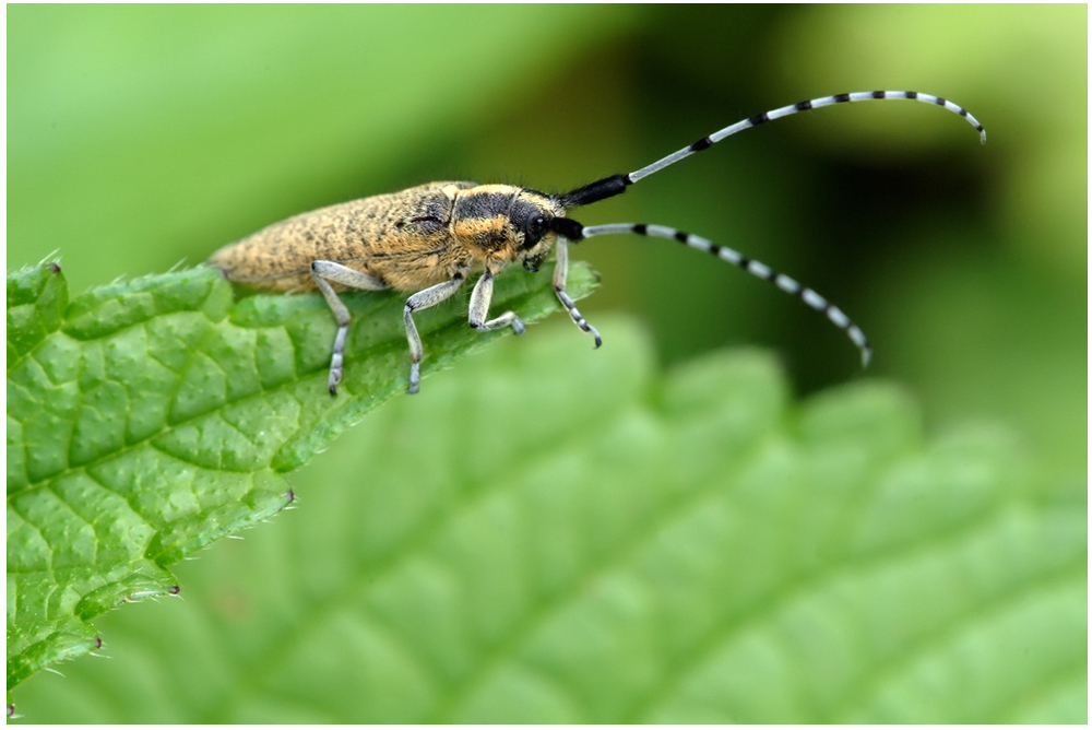 Longicorne : Agapanthia villosoviridescens