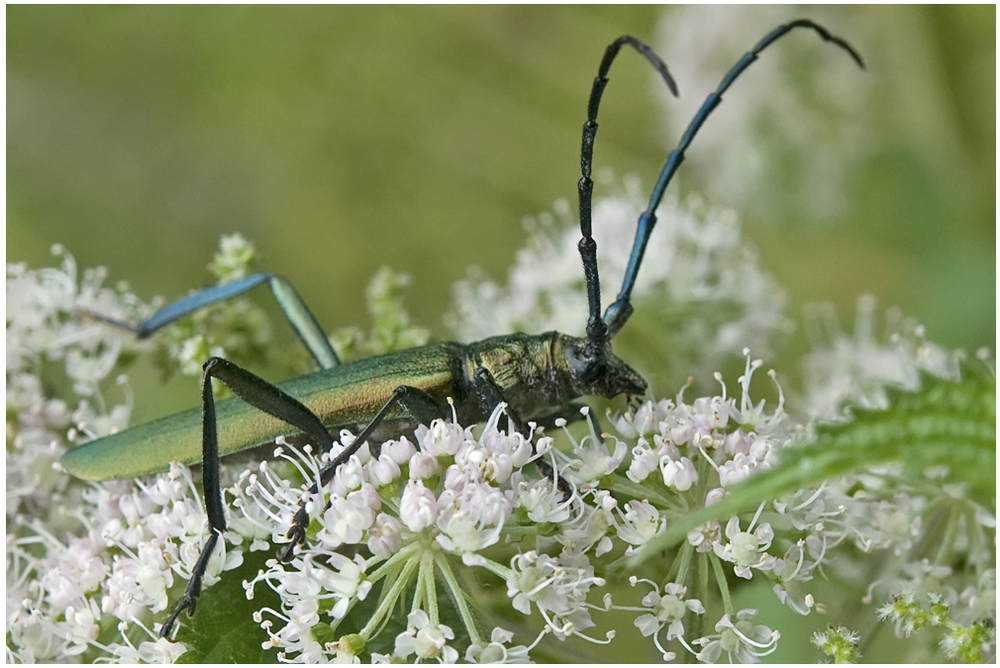 Longicorne : Aromia moschata