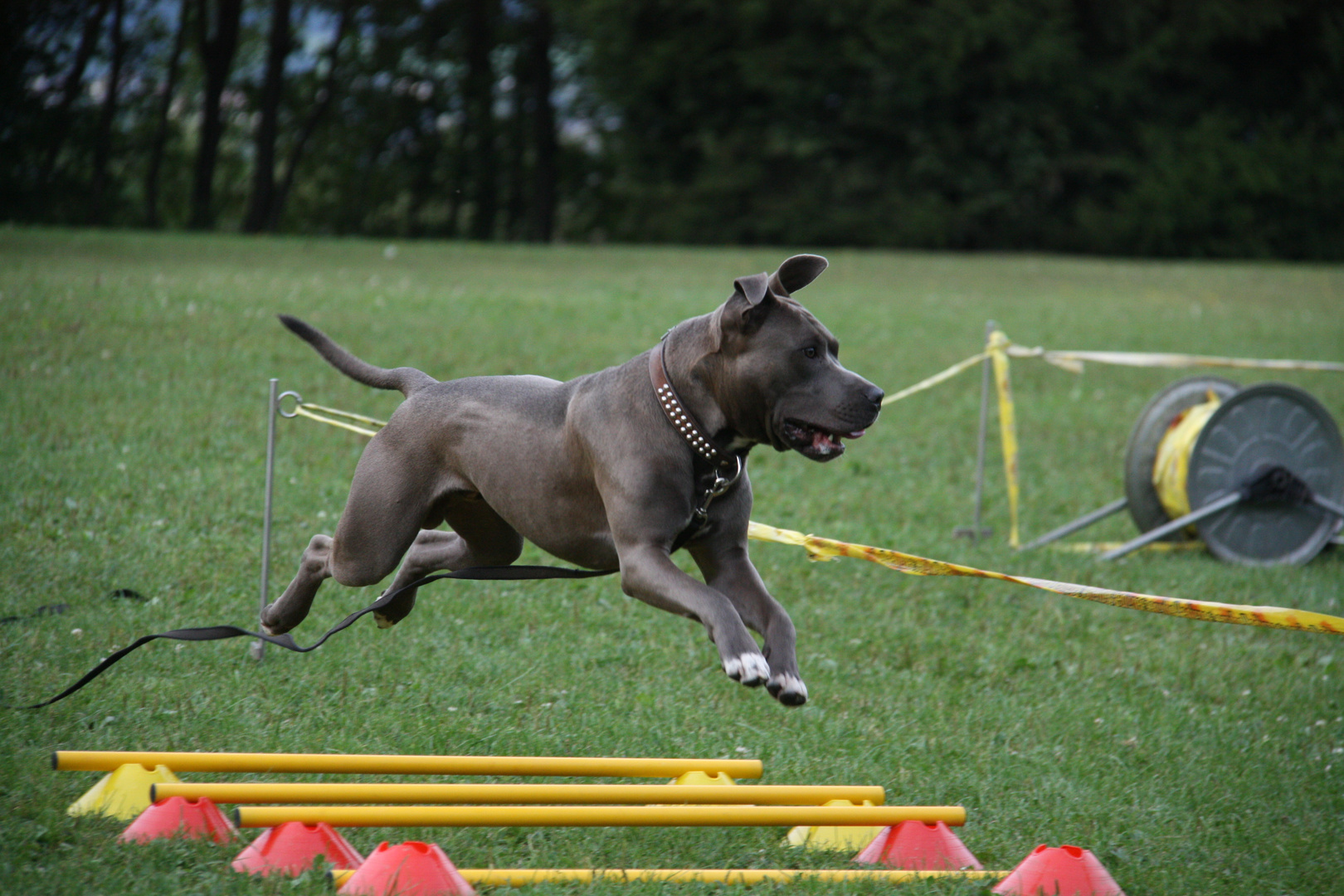 Longieren für Hunde