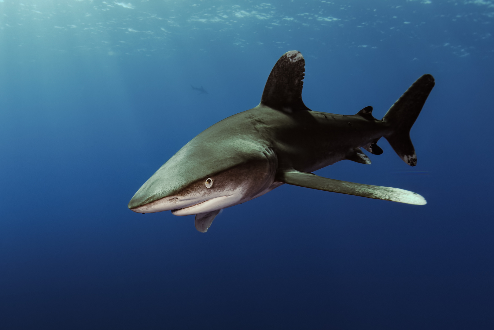 Longimanus Foto & Bild projekte, 1 montag blue monday, thementage