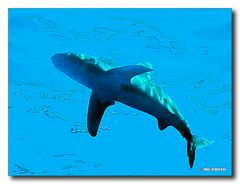 Longimanus 