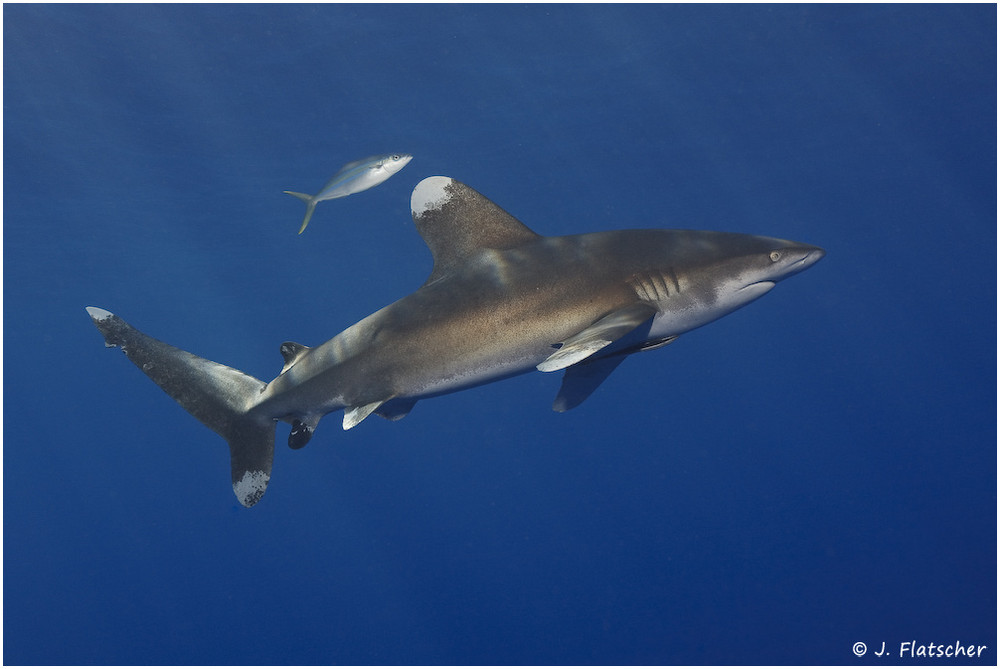 Longimanus am Daedalus Reef