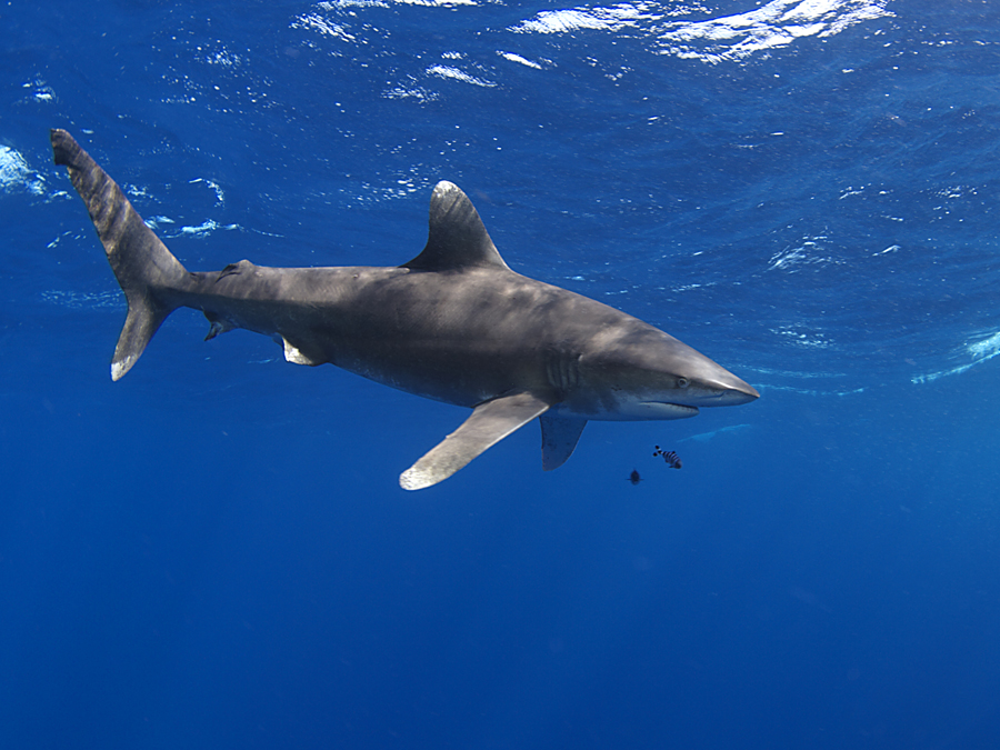 Longimanus an St. John´s - Oberfläche