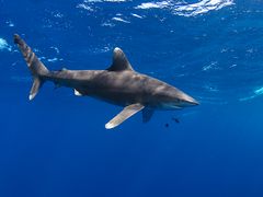 Longimanus an St. John´s - Oberfläche