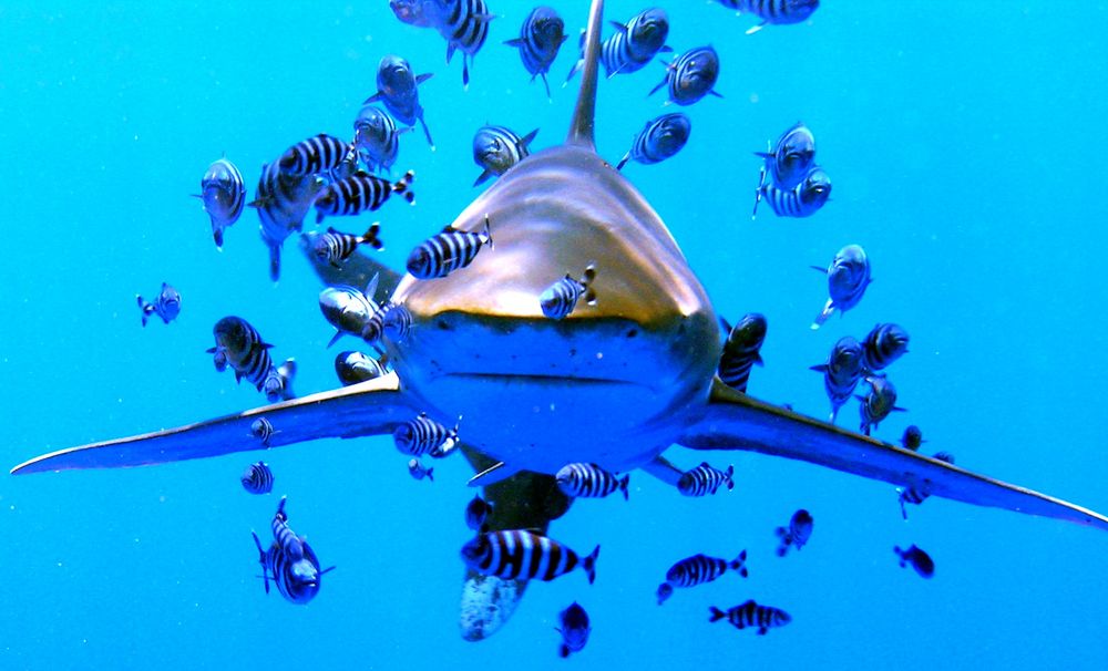 Longimanus face to face