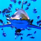 Longimanus face to face