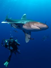 Longimanus mit Heike am St. John´s Reef