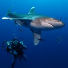 Longimanus mit Heike am St. John´s Reef