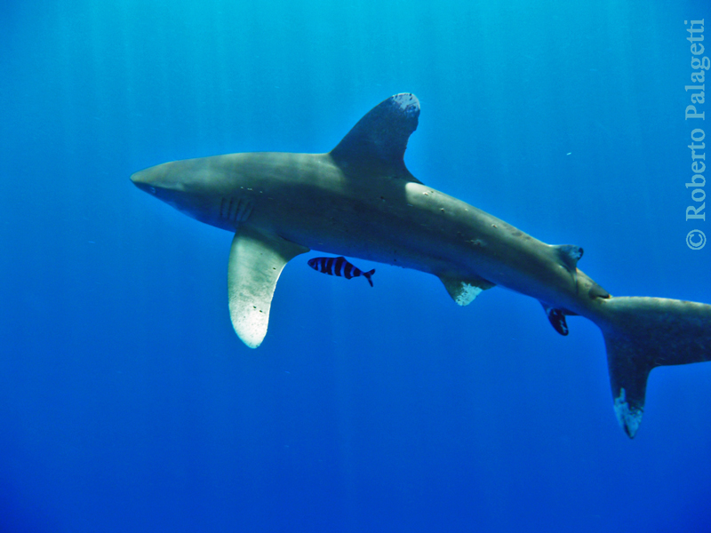 Longimanus Shark