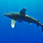 Longimanus Shark